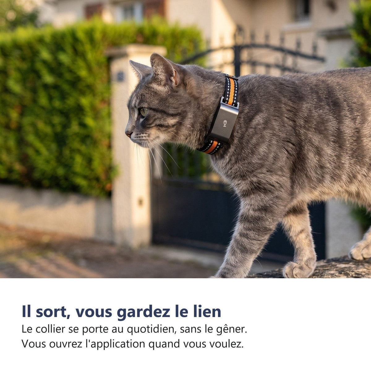 Gatto con il collare GPS in giardino