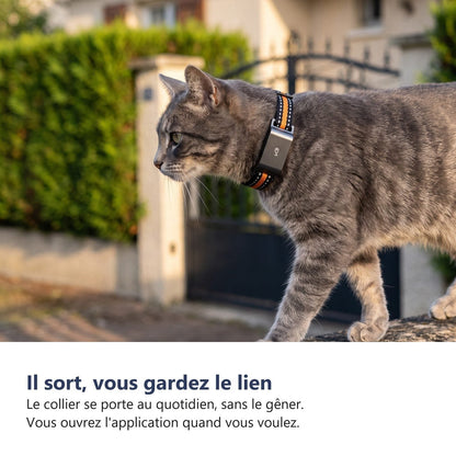 Gatto con il collare GPS in giardino