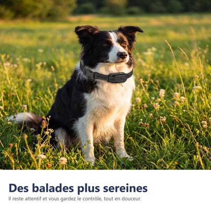 Passeggiate più serene con il cane libero e il telecomando in mano