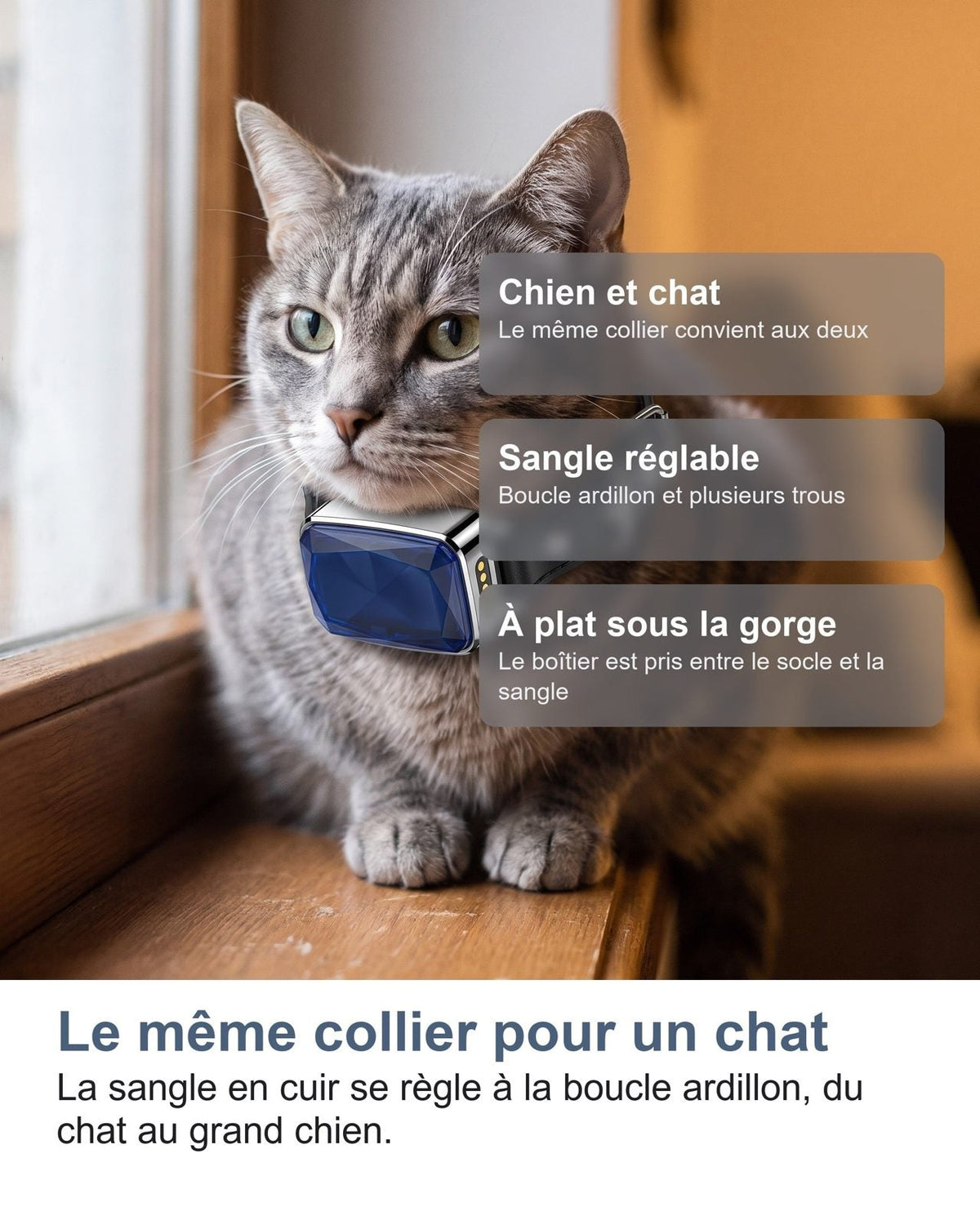 Lo stesso collare per un gatto: la cinghia in pelle si regola con la fibbia ad ardiglione, dal gatto al cane grande