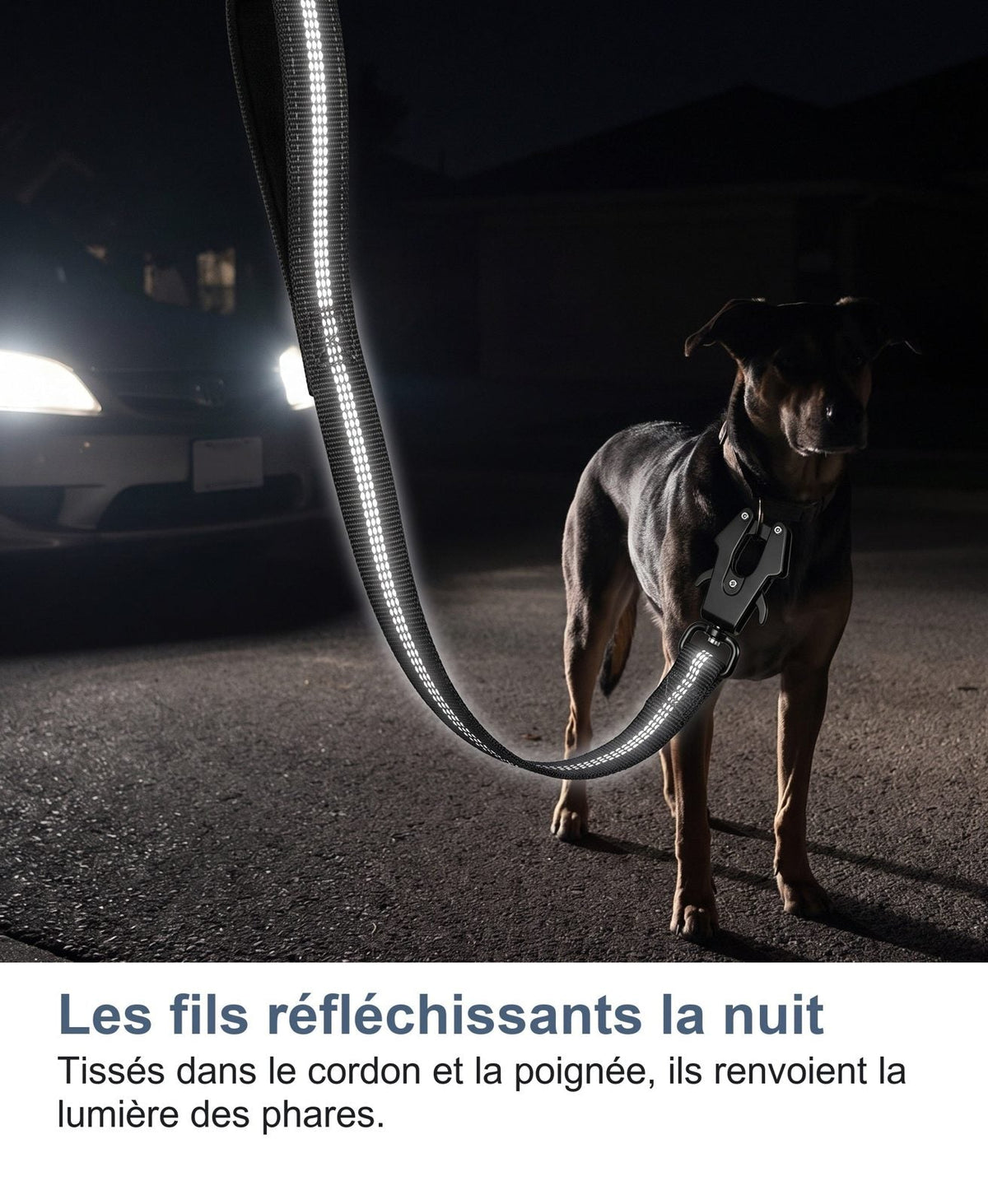 I fili riflettenti del guinzaglio di notte