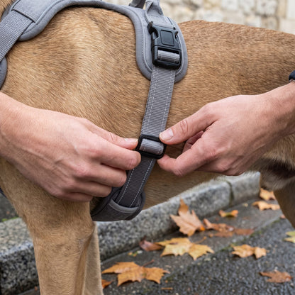 Regolazione della cinghia ventrale della pettorina cane grigia