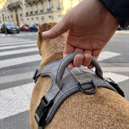 Mano sulla maniglia dorsale della pettorina cane grigia